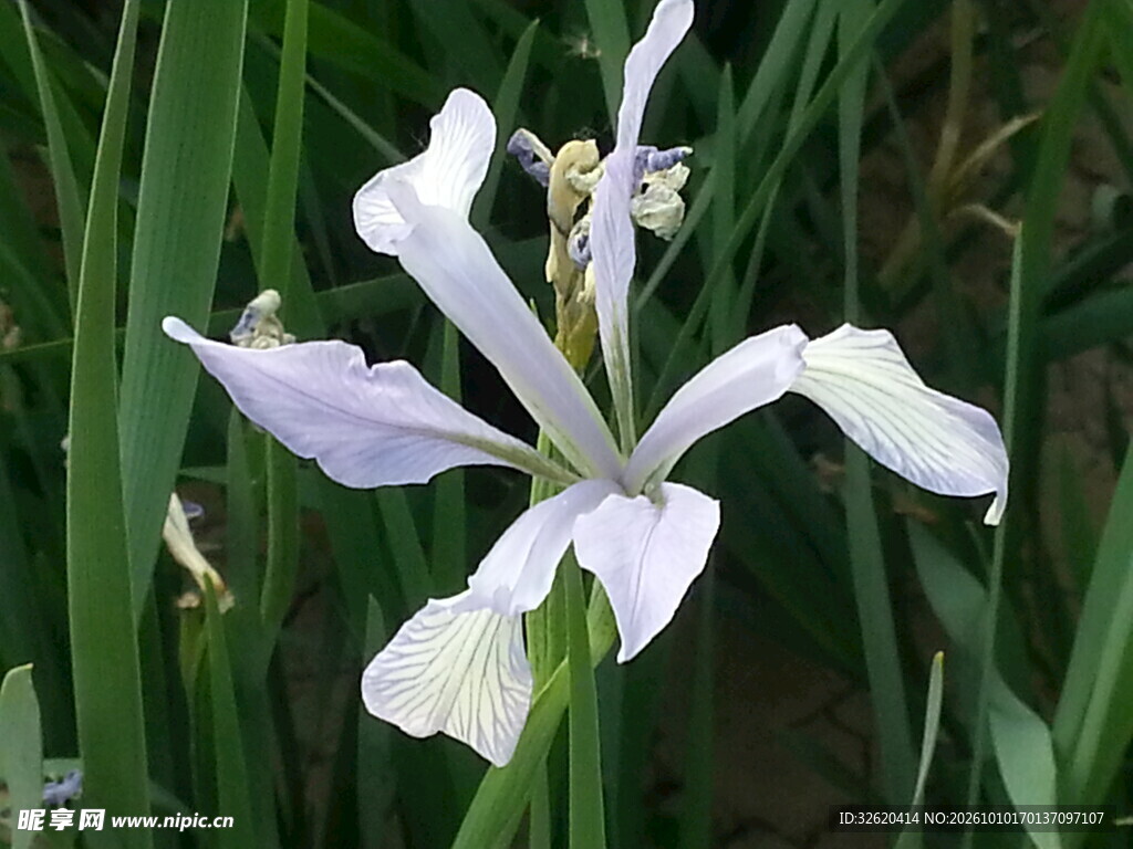 淡紫鸢尾花绽放