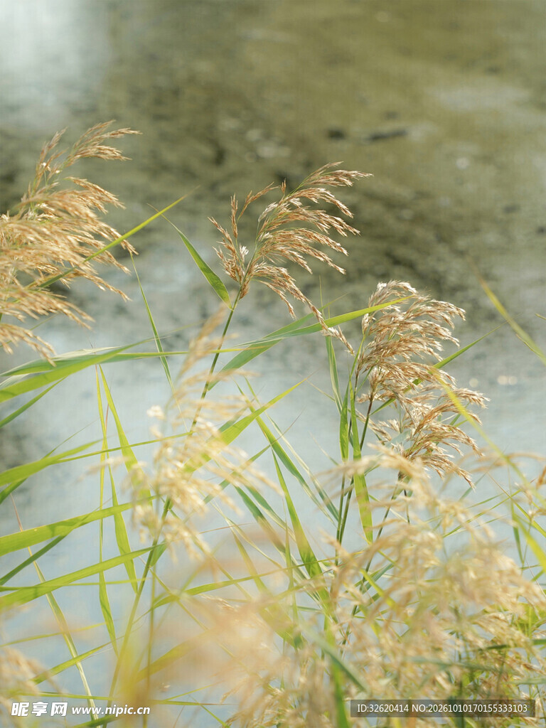 朦胧芦苇水景