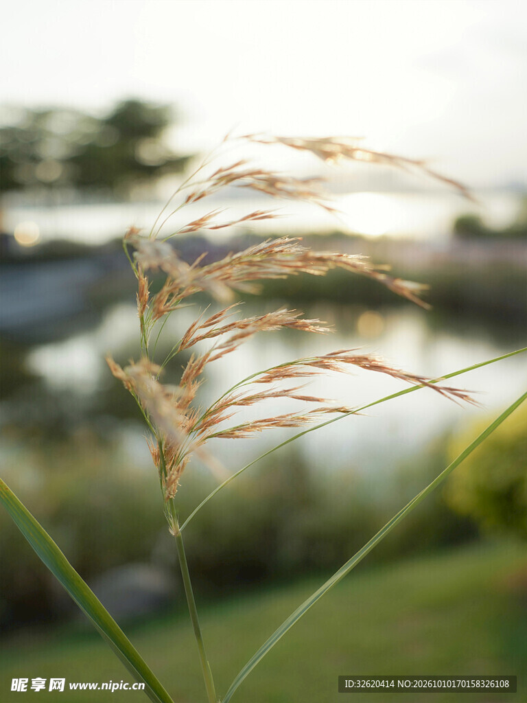 朦胧柔焦草穗小景