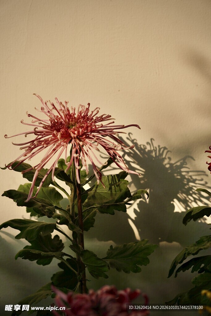 复古朦胧红菊特写