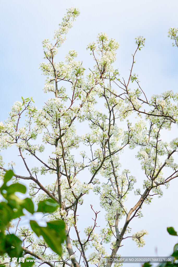 晴空下的白花树枝