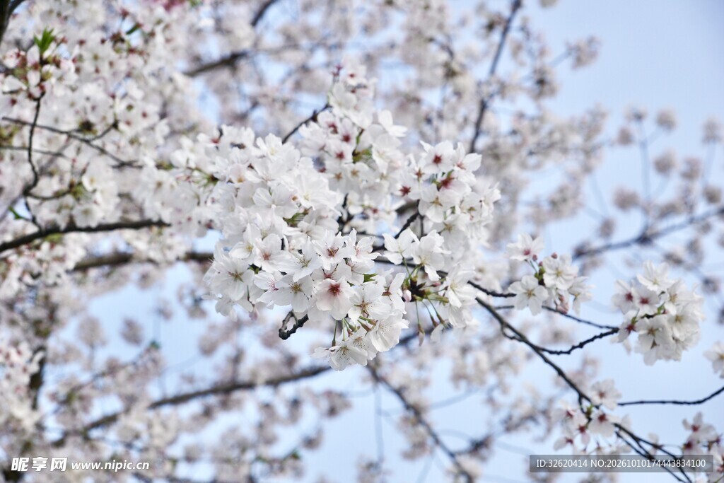 春日樱花烂漫枝头