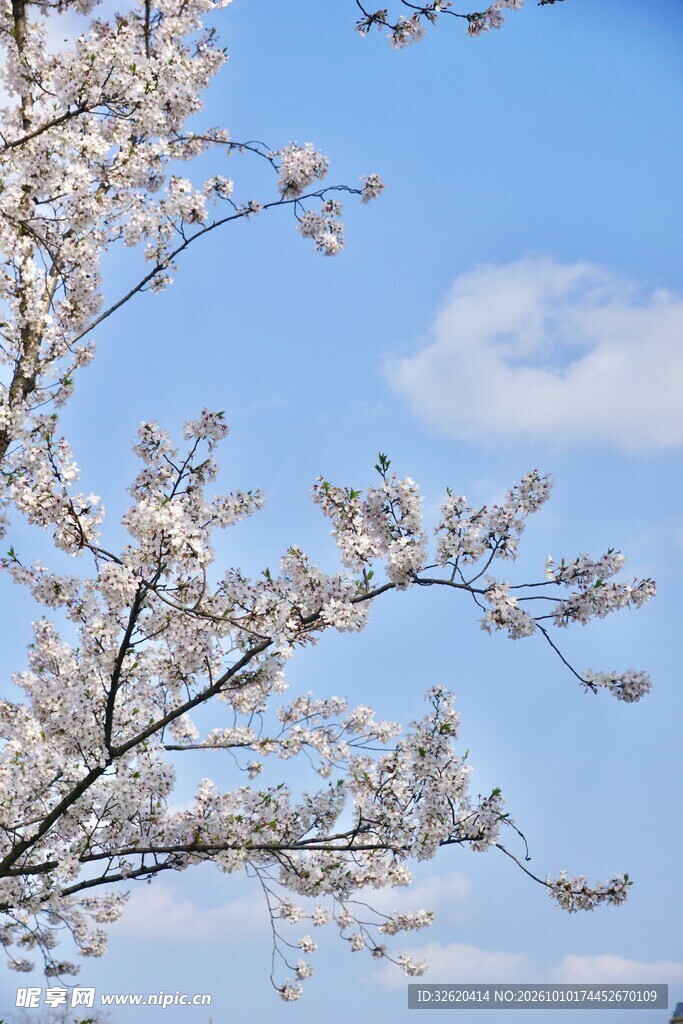 春日樱花映蓝天