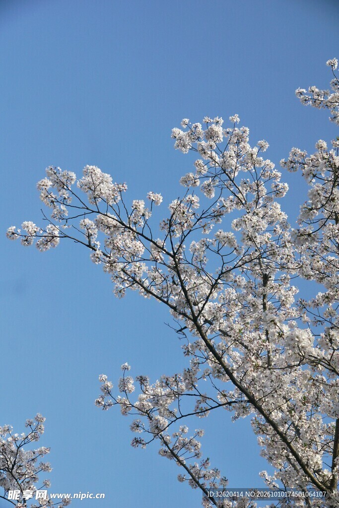 晴空下的春日花树