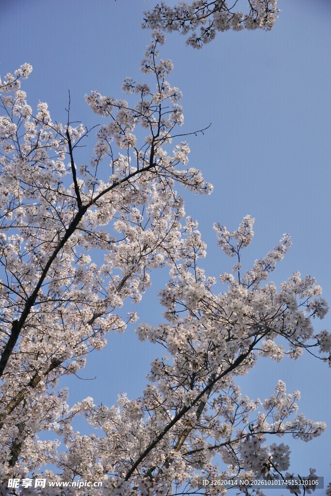 晴日蓝天春日花枝