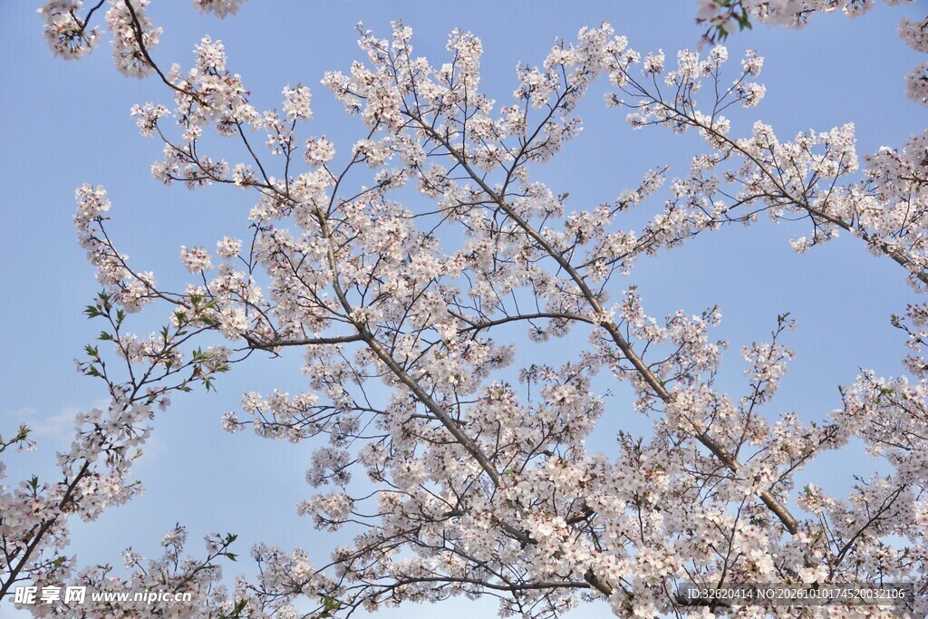 春日蓝天樱花绽放