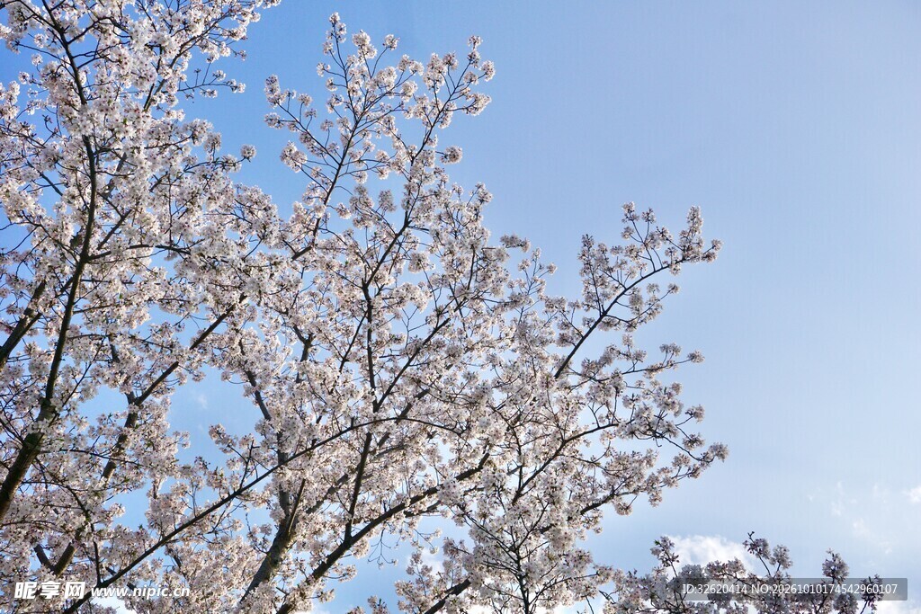 蓝天下的樱花枝