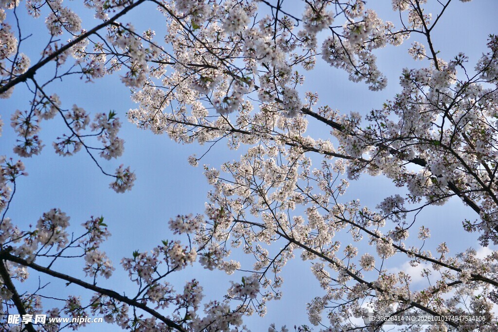 春日花枝映蓝天