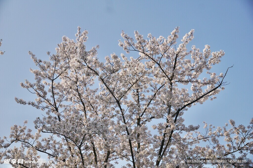 晴空下的樱花树