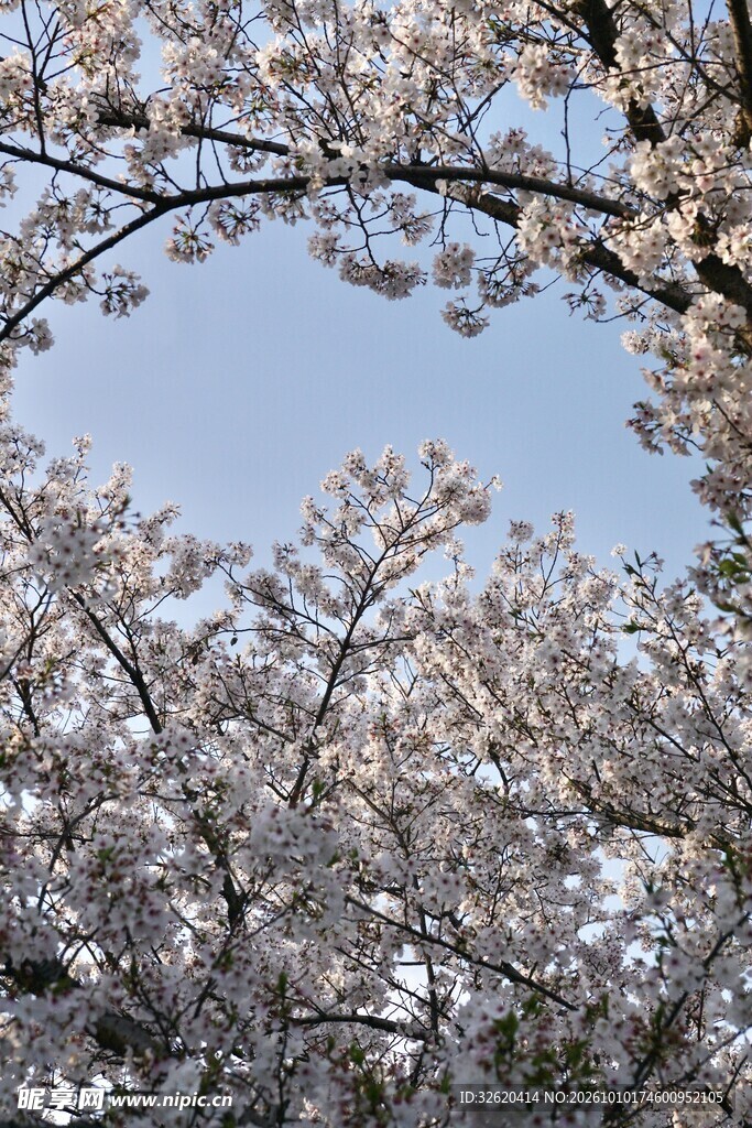 樱花枝桠映蓝天