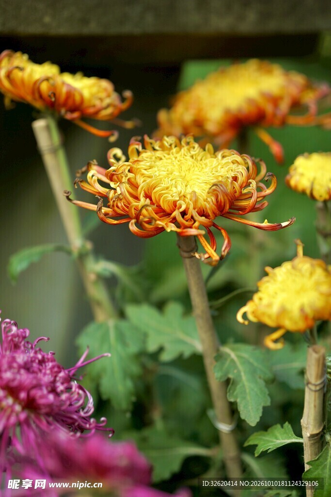 盛放的金黄秋菊