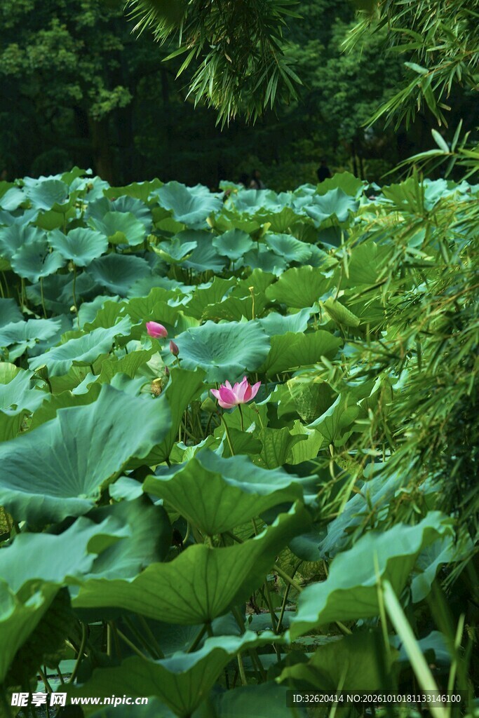 夏日荷塘美景
