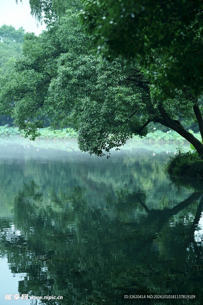 雾中湖岸绿树倒影