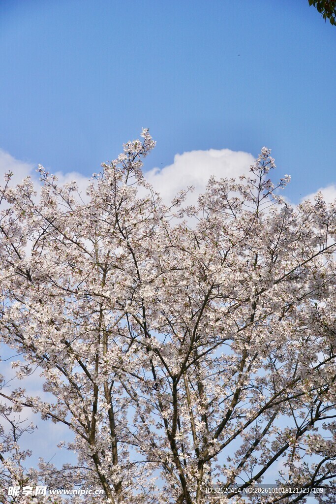 樱花