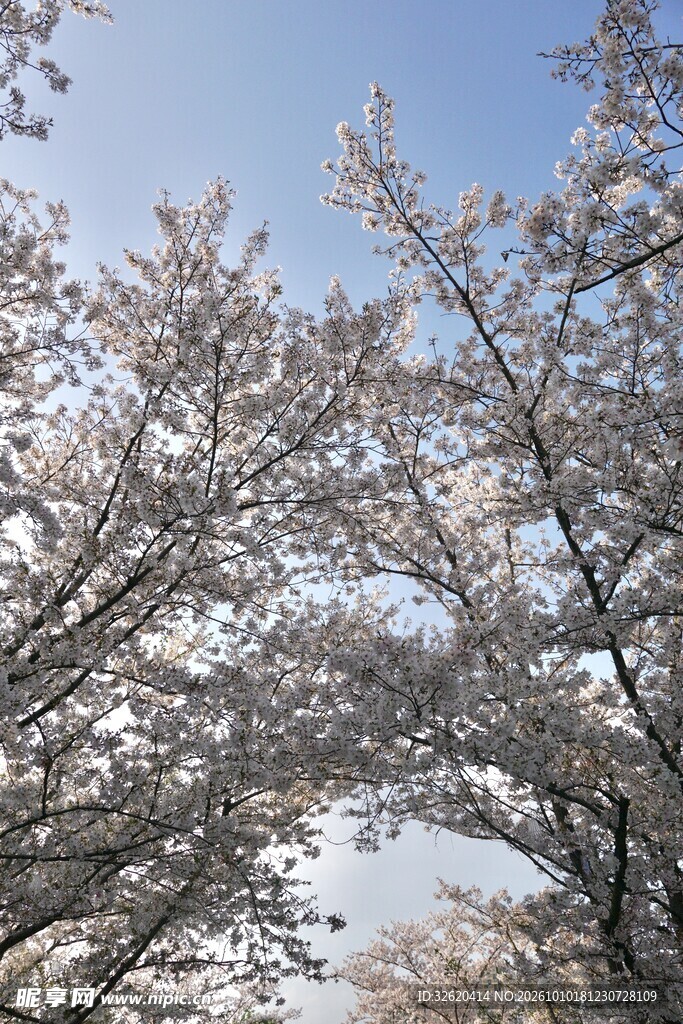 晴空下的樱花树