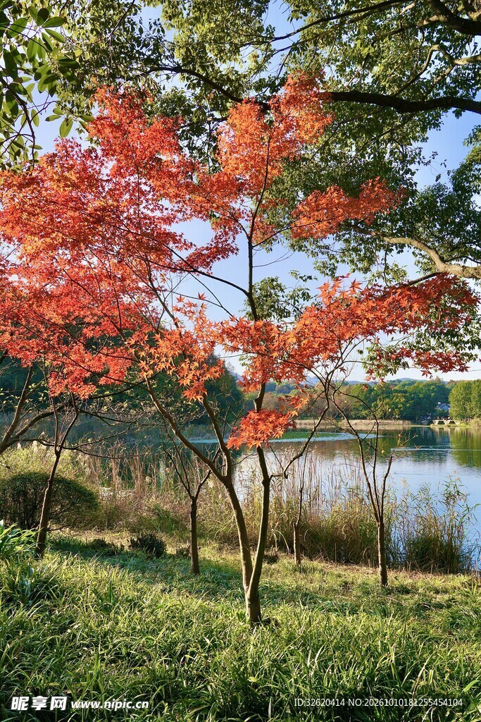 湖畔红枫秋日美景