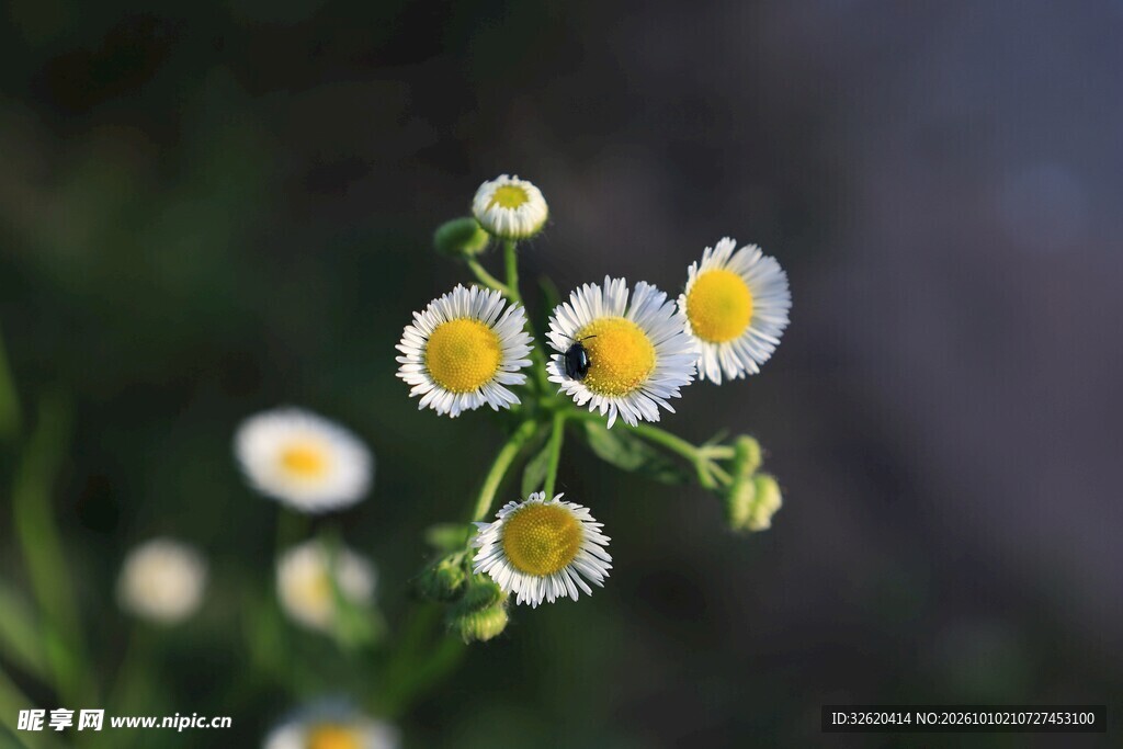 清新小白花簇特写
