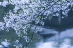 水边朦胧樱花春景