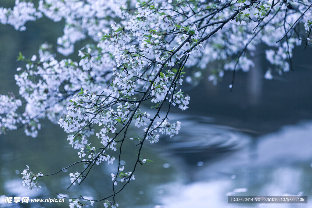 水边朦胧樱花春景