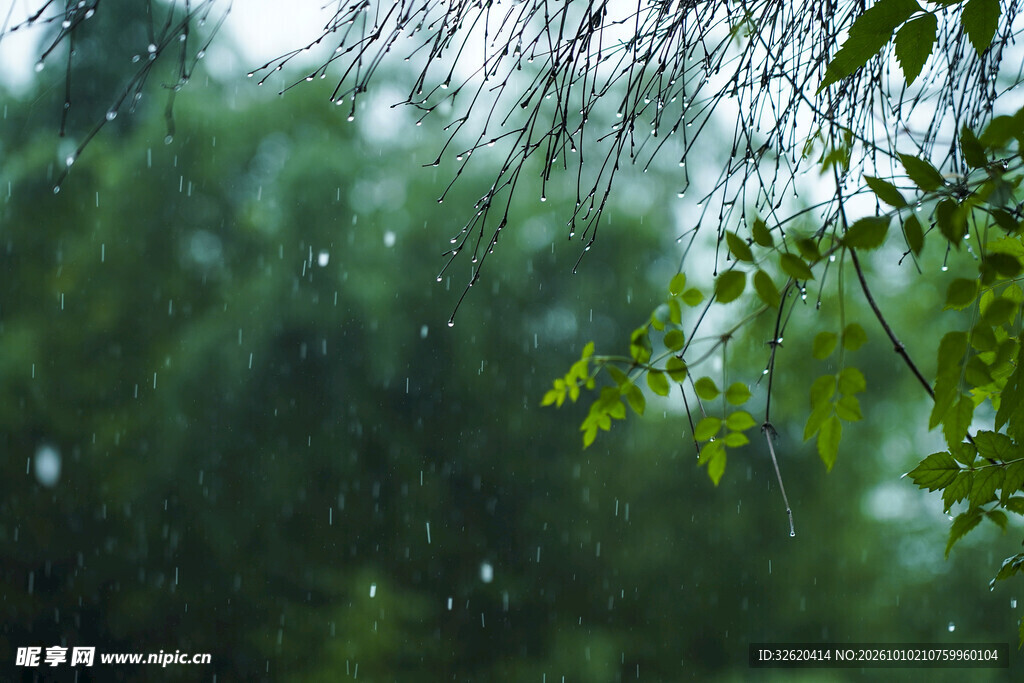 雨天窗外朦胧绿意