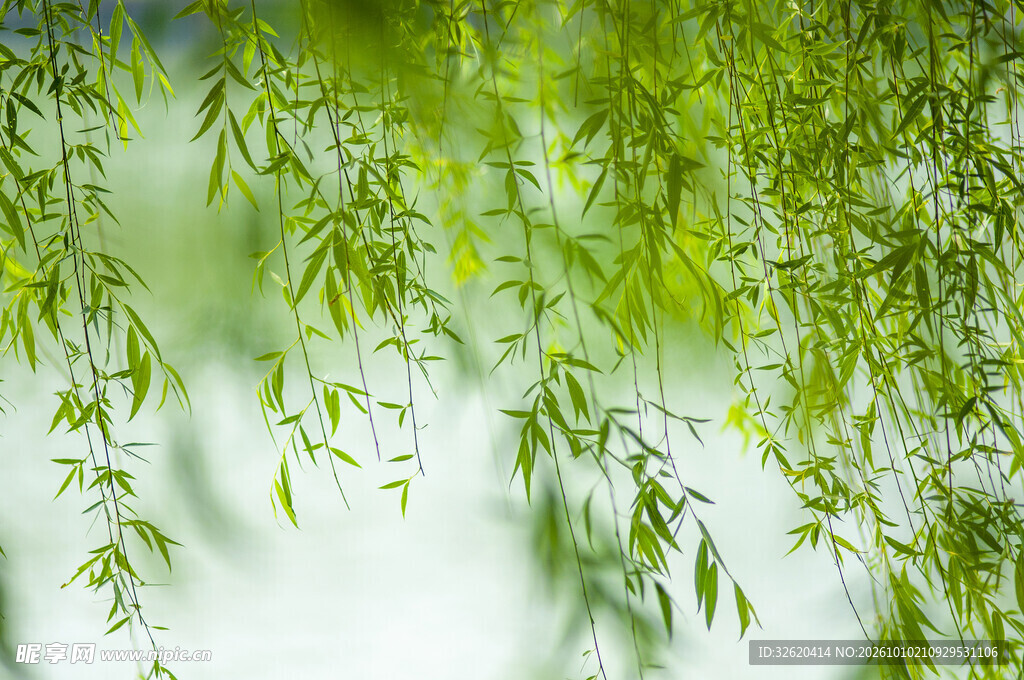 朦胧清新翠竹林