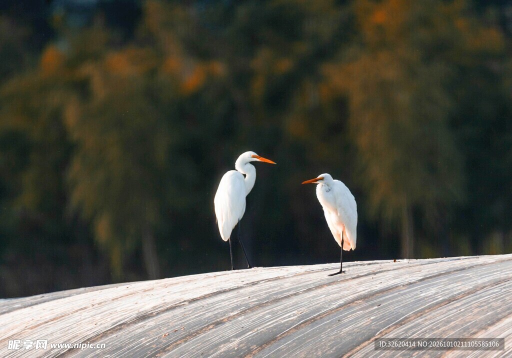两只白鹭栖息