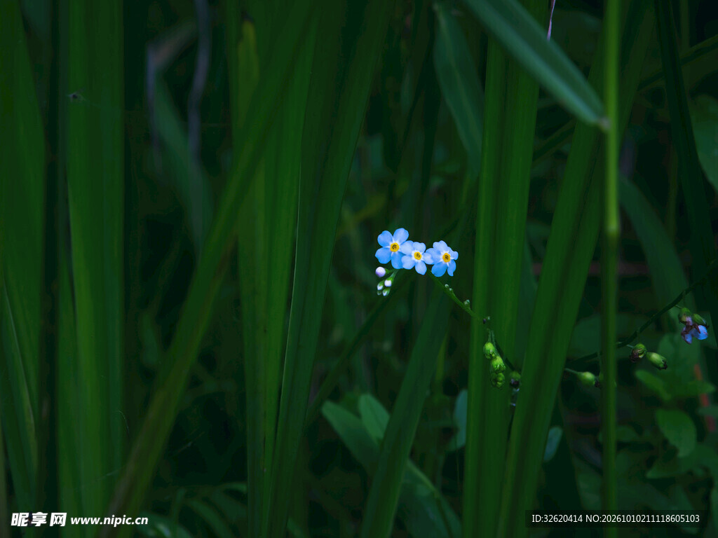 草丛中的蓝色小花