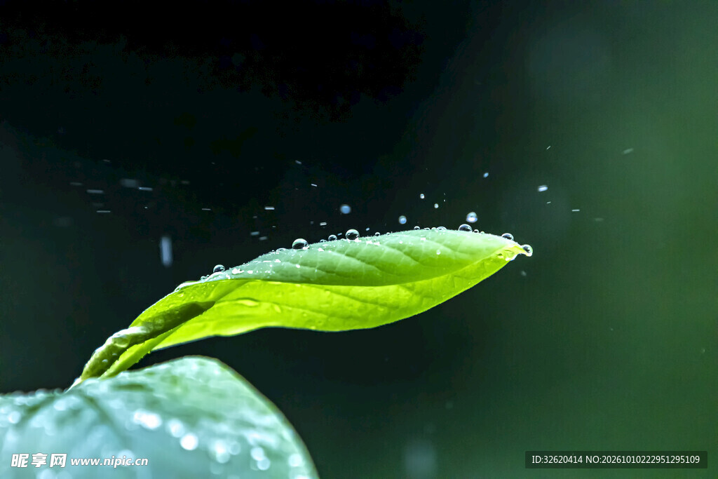 雨后嫩叶水珠