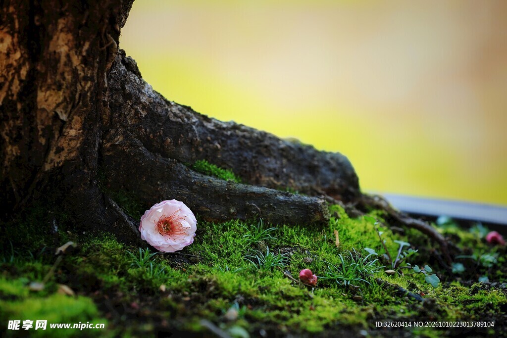 苔地小花