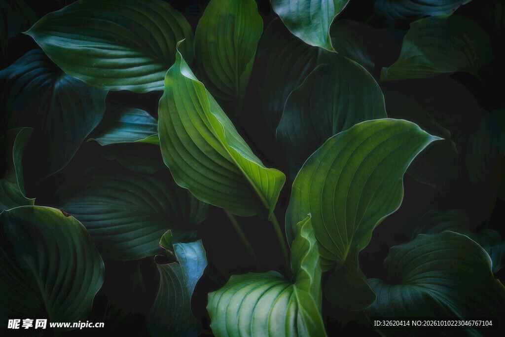 暗调绿植叶片