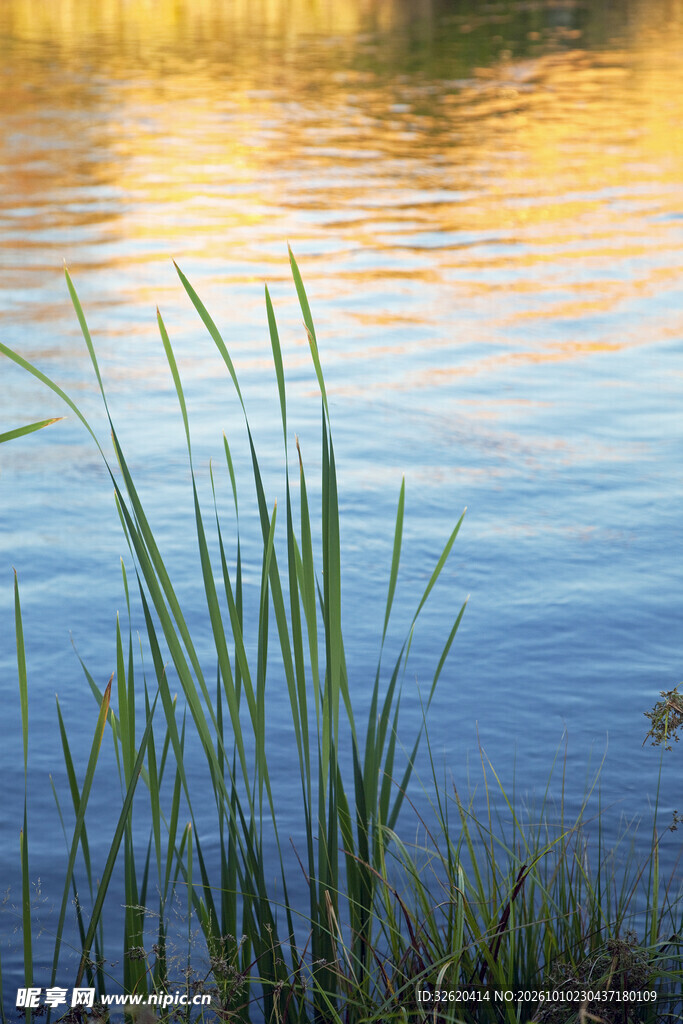 水面水草夕照倒影