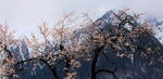 雪山桃花