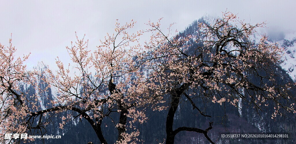 雪山桃花