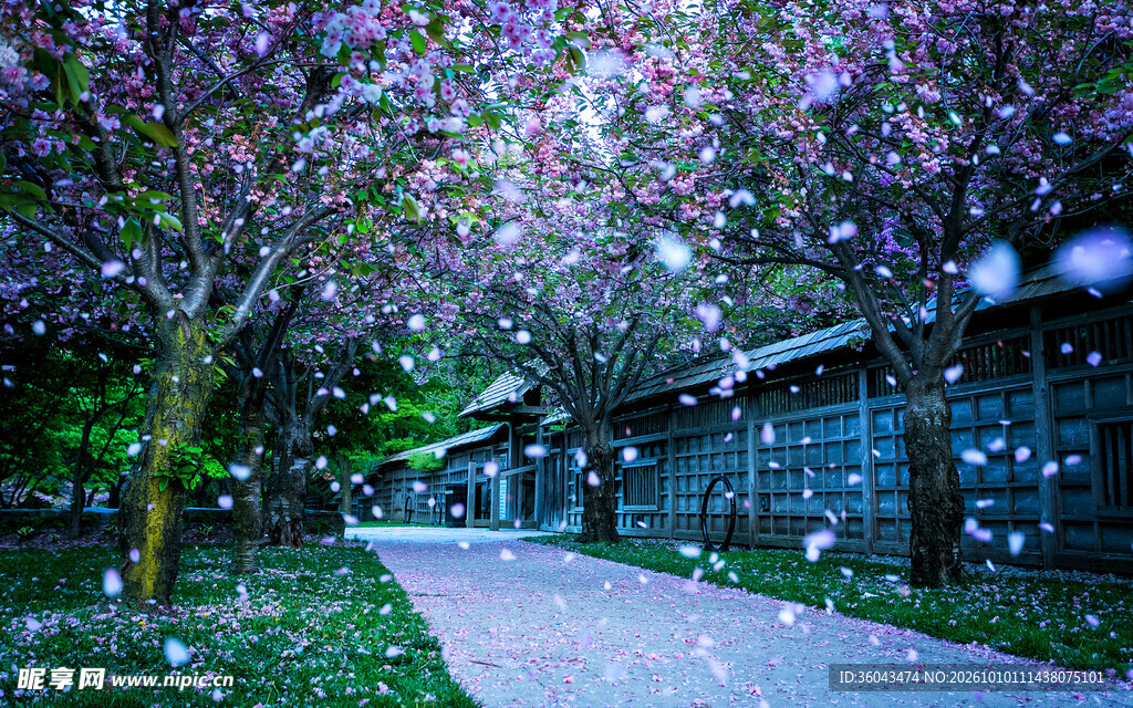 樱花步道落英缤纷