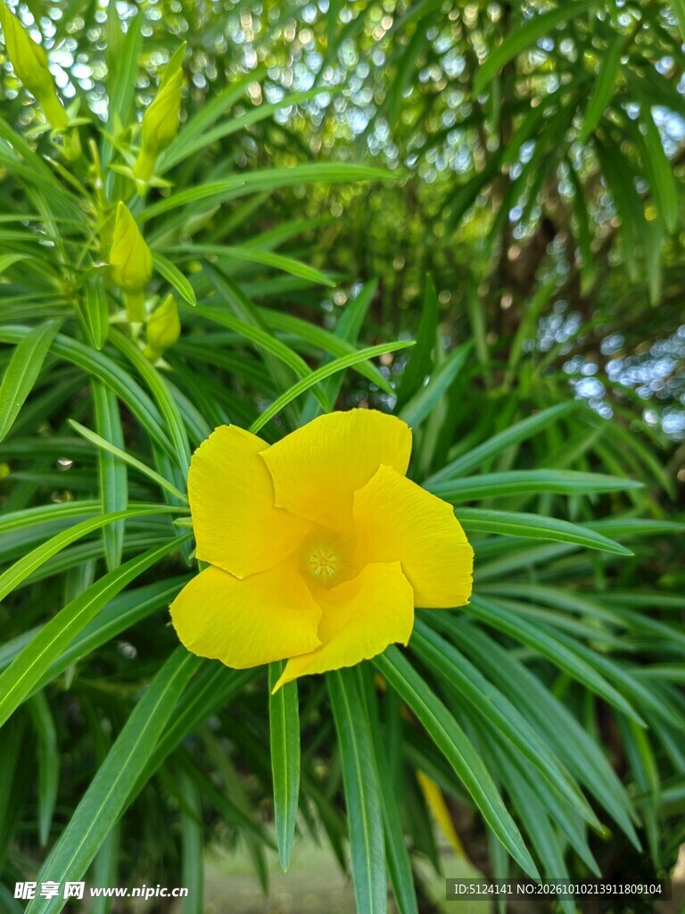 黄花夹竹桃 