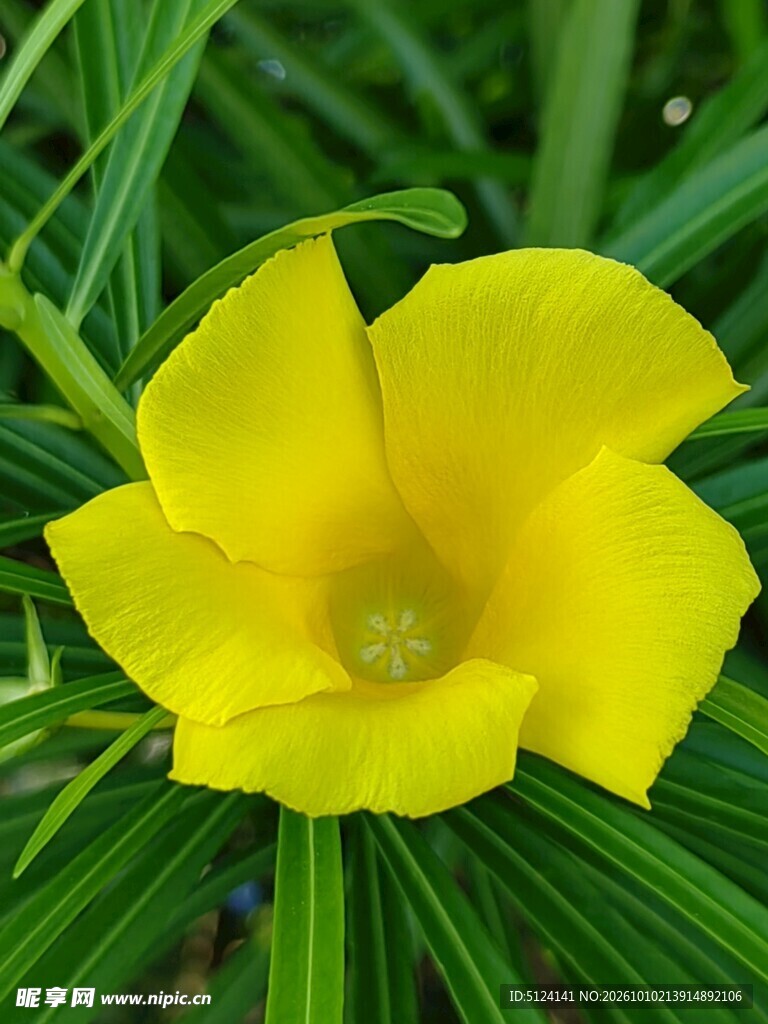 黄花夹竹桃