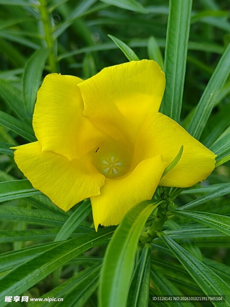 黄花夹竹桃