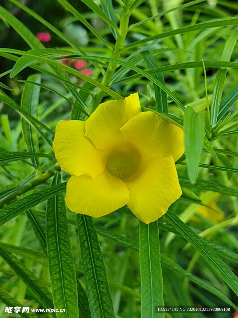 黄花夹竹桃