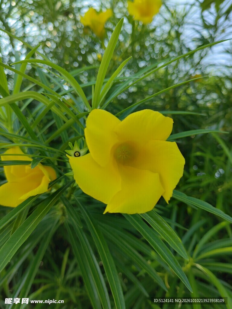 黄花夹竹桃 