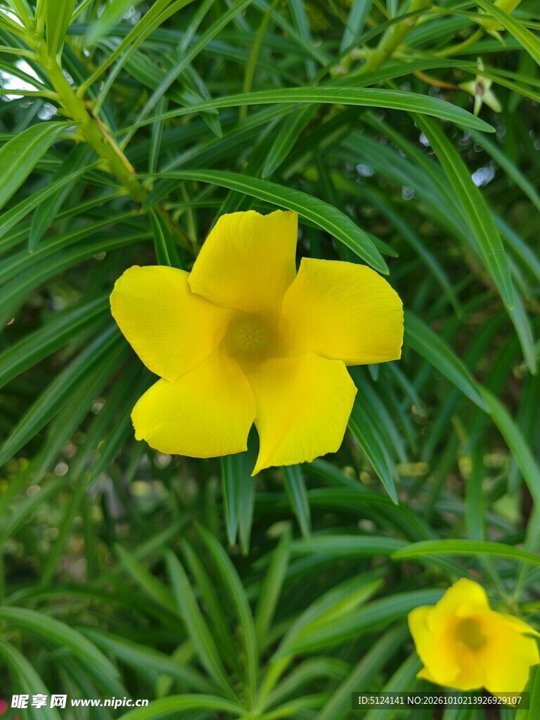 黄花夹竹桃 