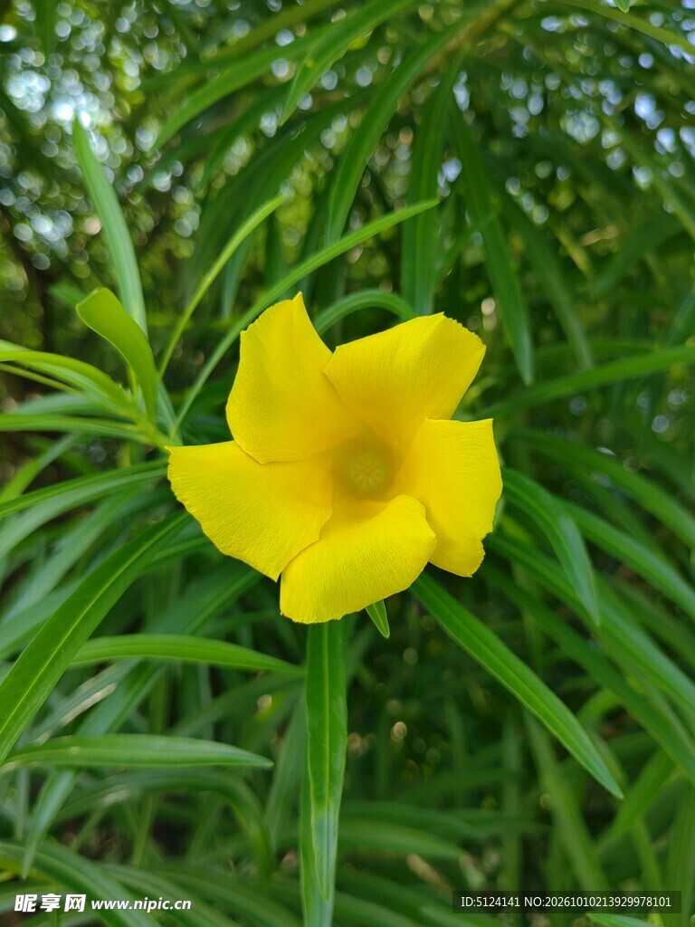 黄花夹竹桃 