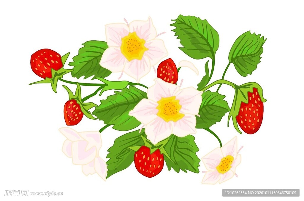 手绘草莓花果插画