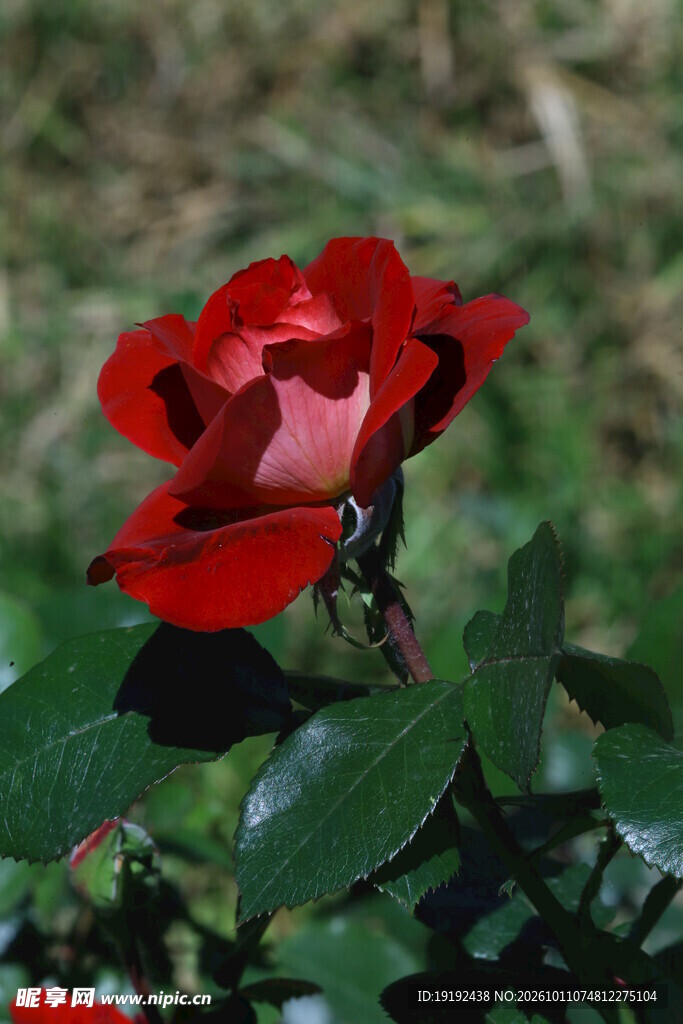 月季花