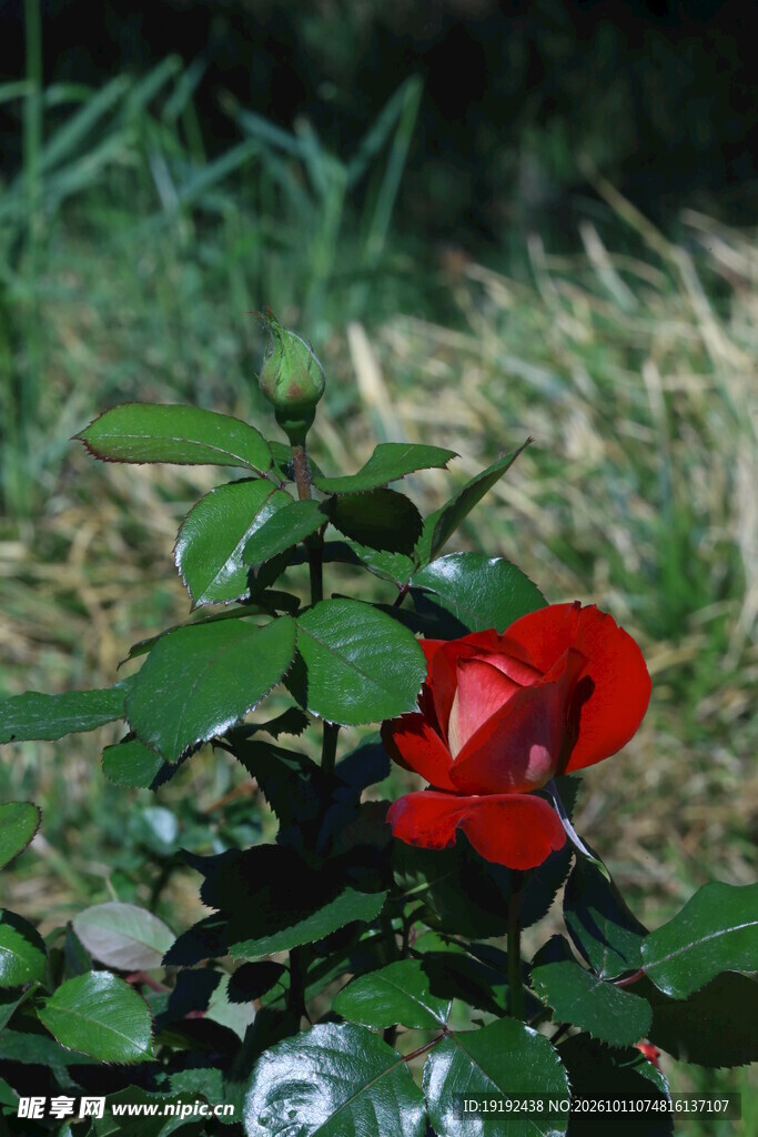 月季花 