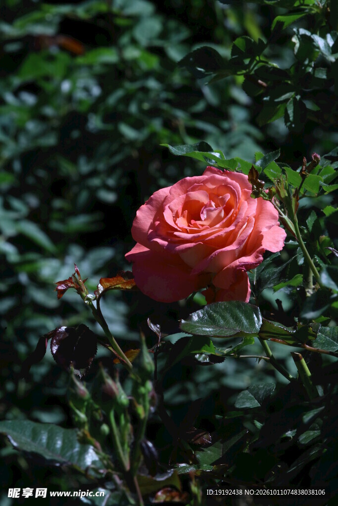 月季花  