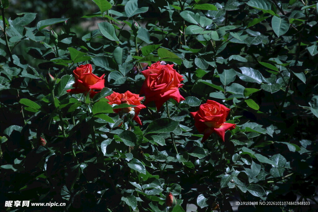 月季花  