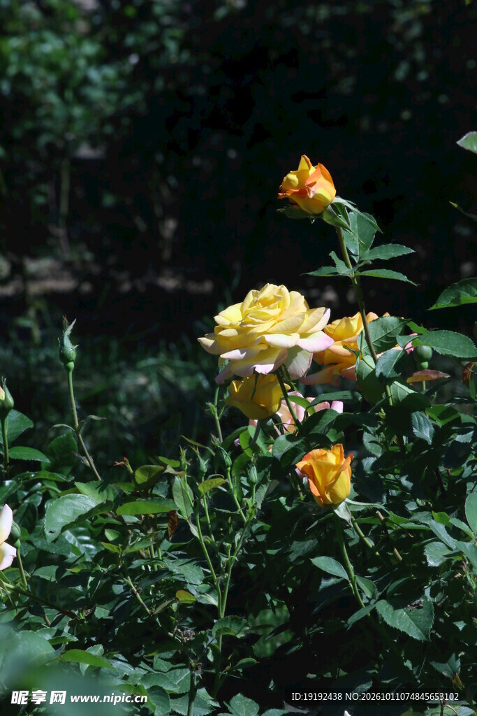 月季花  