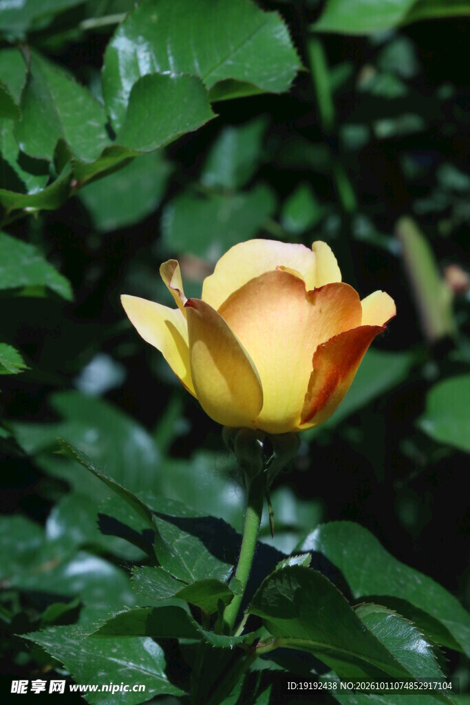 月季花 