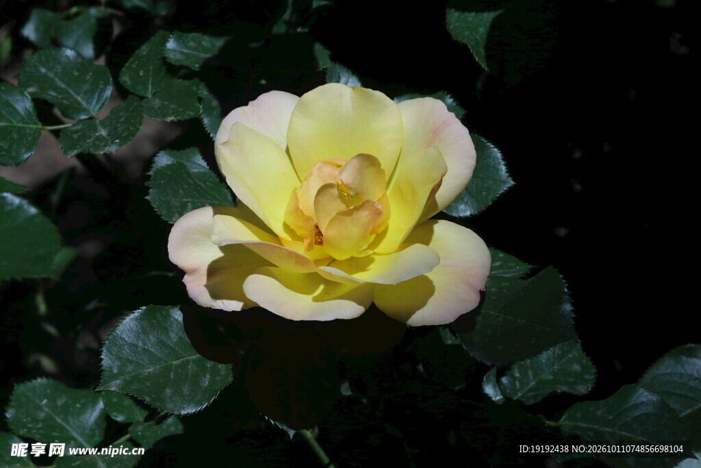 月季花 
