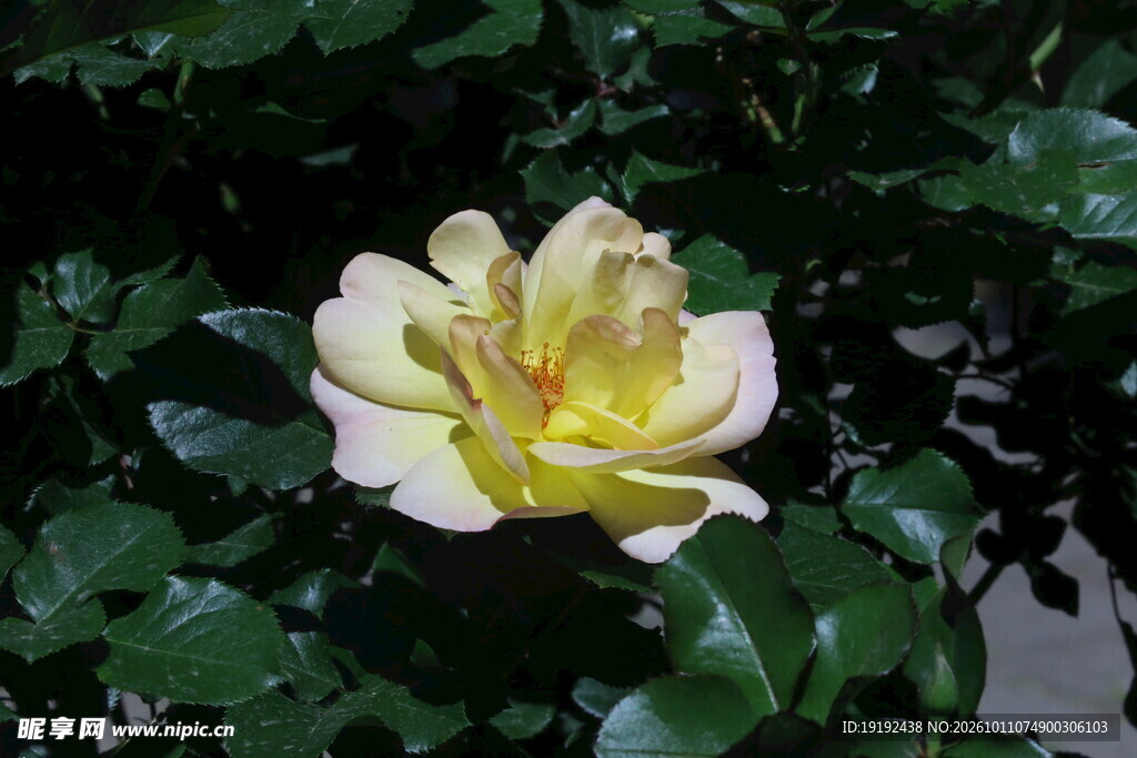 月季花